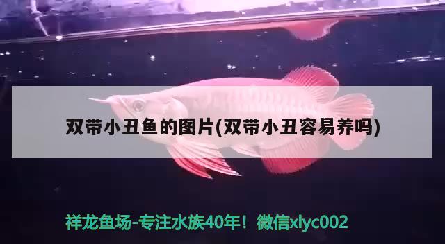 雙帶小丑魚的圖片(雙帶小丑容易養(yǎng)嗎)