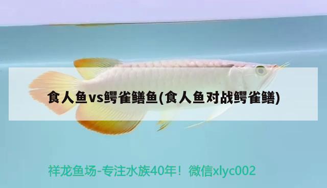 食人魚vs鱷雀鱔魚(食人魚對戰(zhàn)鱷雀鱔) 食人魚（水虎）