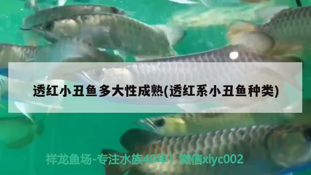 透紅小丑魚多大性成熟(透紅系小丑魚種類)