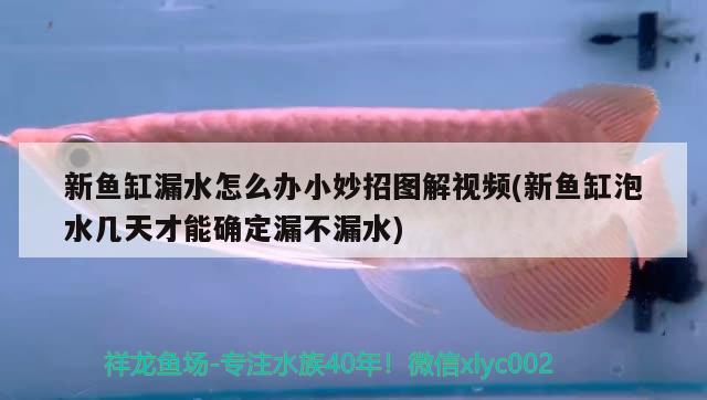 新魚缸漏水怎么辦小妙招圖解視頻(新魚缸泡水幾天才能確定漏不漏水)