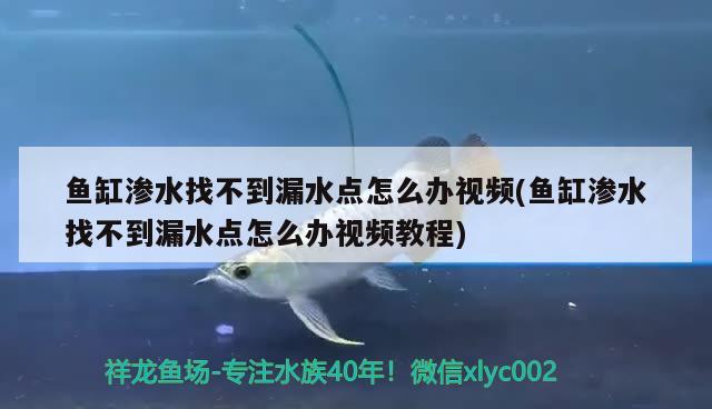 魚(yú)缸滲水找不到漏水點(diǎn)怎么辦視頻(魚(yú)缸滲水找不到漏水點(diǎn)怎么辦視頻教程)