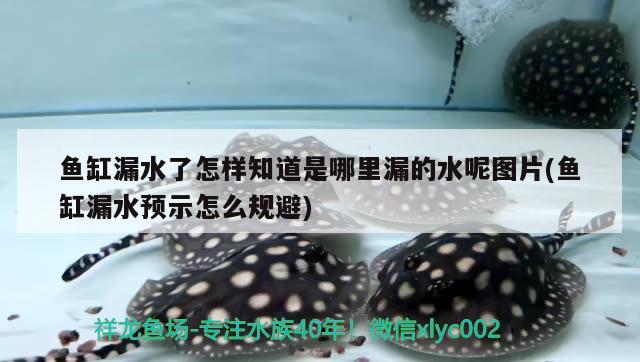 魚缸漏水了怎樣知道是哪里漏的水呢圖片(魚缸漏水預示怎么規(guī)避)