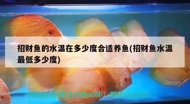 招財(cái)魚的水溫在多少度合適養(yǎng)魚(招財(cái)魚水溫最低多少度)