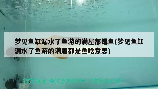 夢見魚缸漏水了魚游的滿屋都是魚(夢見魚缸漏水了魚游的滿屋都是魚啥意思)