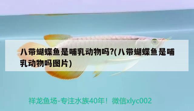 八帶蝴蝶魚是哺乳動(dòng)物嗎?(八帶蝴蝶魚是哺乳動(dòng)物嗎圖片) 蝴蝶鯉