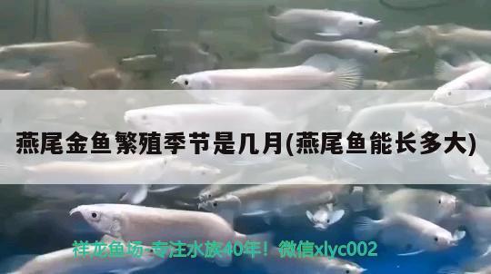 燕尾金魚(yú)繁殖季節(jié)是幾月(燕尾魚(yú)能長(zhǎng)多大)