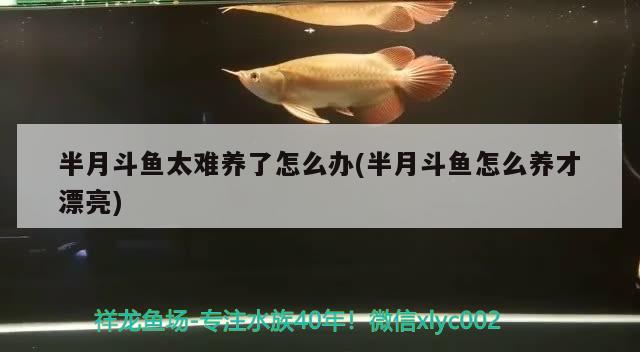 半月斗魚(yú)太難養(yǎng)了怎么辦(半月斗魚(yú)怎么養(yǎng)才漂亮) 觀賞魚(yú)