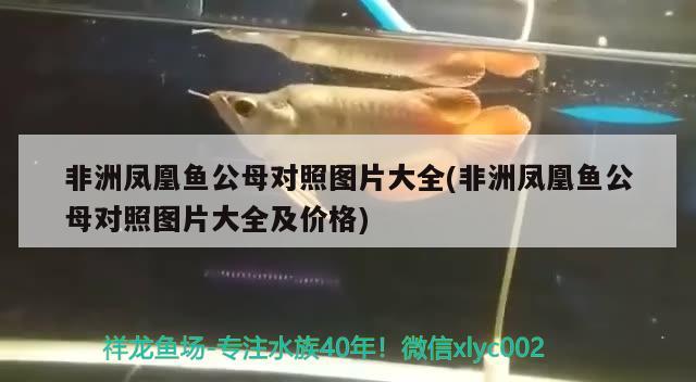 非洲鳳凰魚公母對照圖片大全(非洲鳳凰魚公母對照圖片大全及價格)