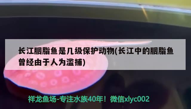 長江胭脂魚是幾級保護動物(長江中的胭脂魚曾經(jīng)由于人為濫捕) 觀賞魚 第1張