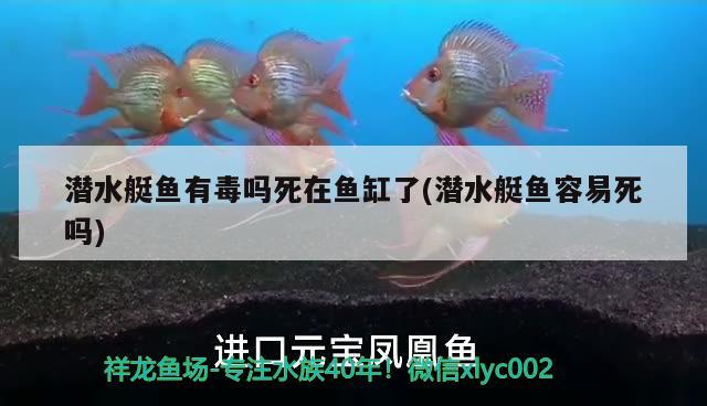 潛水艇魚(yú)有毒嗎死在魚(yú)缸了(潛水艇魚(yú)容易死嗎)