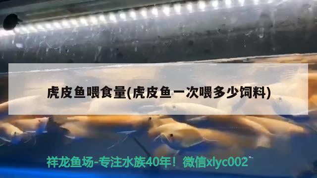 虎皮魚喂食量(虎皮魚一次喂多少飼料) 觀賞魚