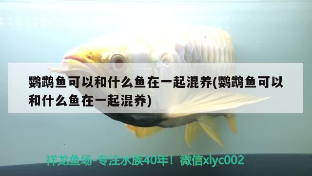 鸚鵡魚可以和什么魚在一起混養(yǎng)(鸚鵡魚可以和什么魚在一起混養(yǎng))