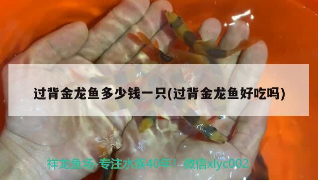 過背金龍魚多少錢一只(過背金龍魚好吃嗎)