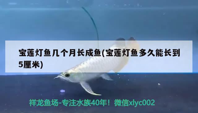 寶蓮燈魚幾個月長成魚(寶蓮燈魚多久能長到5厘米)