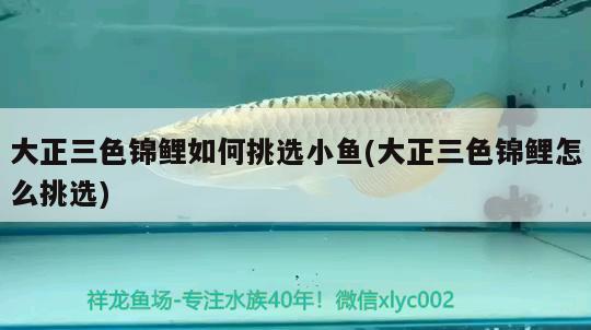 大正三色錦鯉如何挑選小魚(大正三色錦鯉怎么挑選) 三色錦鯉魚