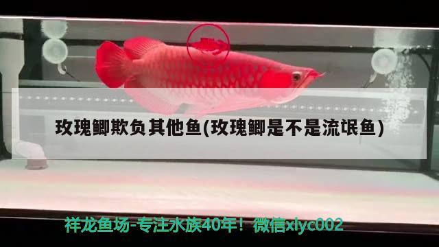 玫瑰鯽欺負(fù)其他魚(yú)(玫瑰鯽是不是流氓魚(yú)) 觀賞魚(yú)