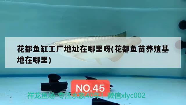 花都魚(yú)缸工廠地址在哪里呀(花都魚(yú)苗養(yǎng)殖基地在哪里) 南美異型魚(yú)