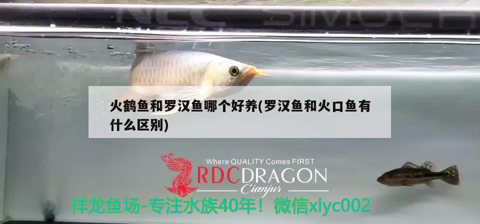 火鶴魚和羅漢魚哪個(gè)好養(yǎng)(羅漢魚和火口魚有什么區(qū)別)