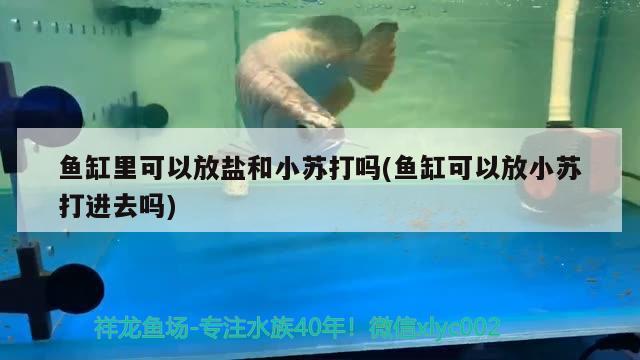 魚缸里可以放鹽和小蘇打嗎(魚缸可以放小蘇打進(jìn)去嗎)