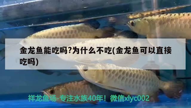 金龍魚能吃嗎?為什么不吃(金龍魚可以直接吃嗎)