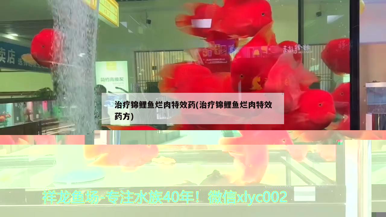 治療錦鯉魚爛肉特效藥(治療錦鯉魚爛肉特效藥方)