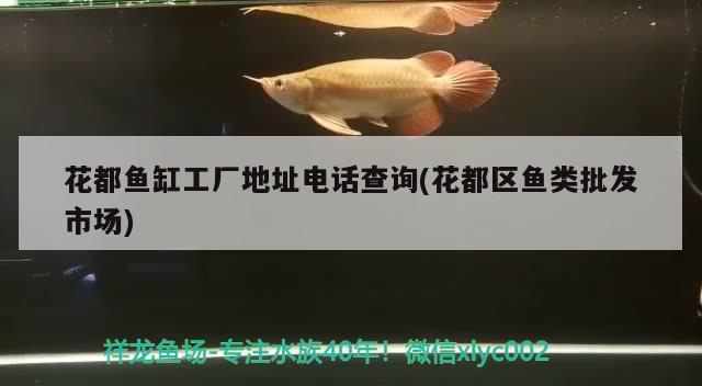 花都魚缸工廠地址電話查詢(花都區(qū)魚類批發(fā)市場) 藍(lán)底過背金龍魚