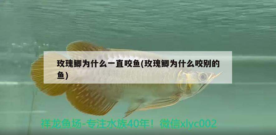 玫瑰鯽為什么一直咬魚(玫瑰鯽為什么咬別的魚)