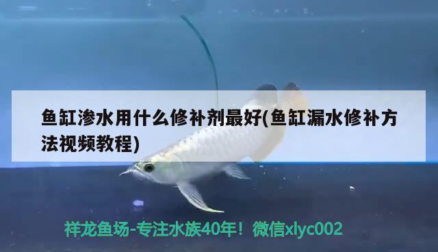 魚缸滲水用什么修補劑最好(魚缸漏水修補方法視頻教程)