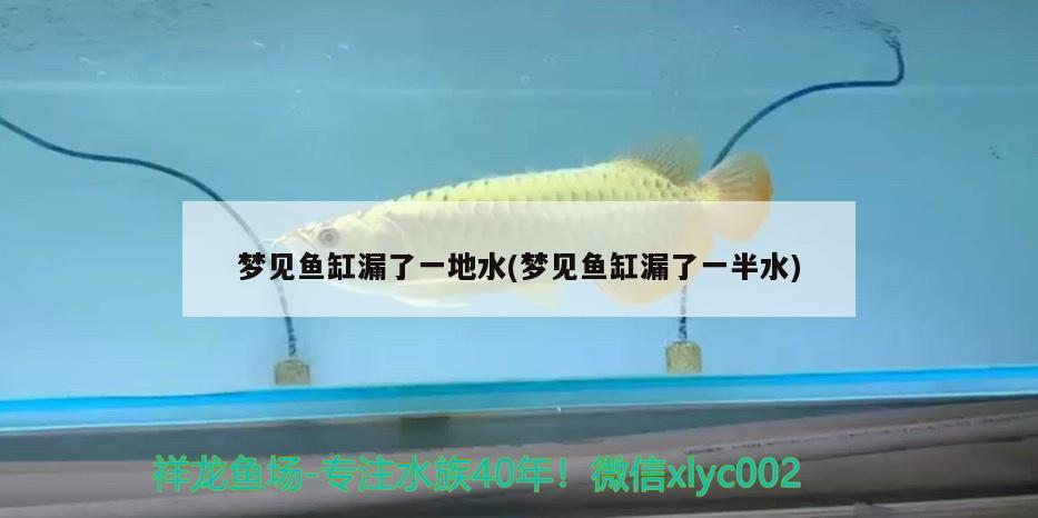 夢見魚缸漏了一地水(夢見魚缸漏了一半水)