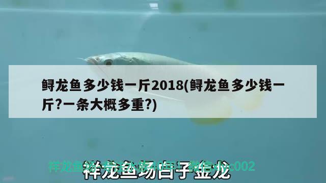 鱘龍魚多少錢一斤2018(鱘龍魚多少錢一斤?一條大概多重?) 觀賞魚