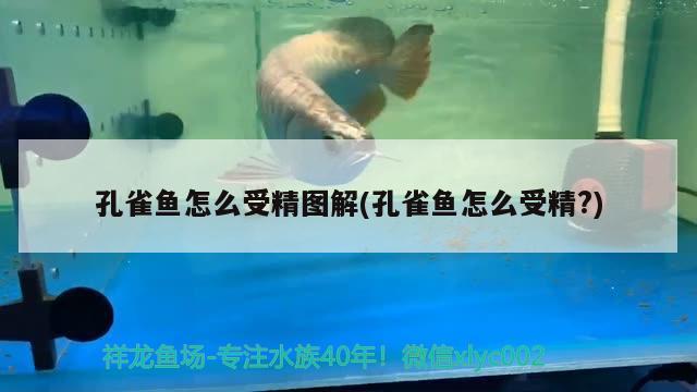 孔雀魚怎么受精圖解(孔雀魚怎么受精?)