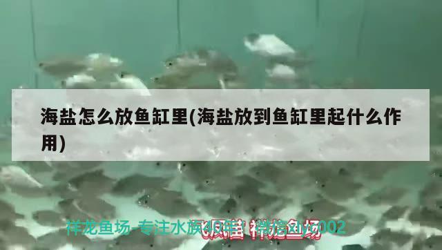 海鹽怎么放魚缸里(海鹽放到魚缸里起什么作用) 龍魚百科