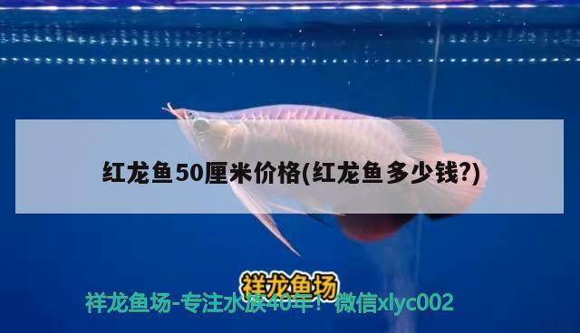 紅龍魚50厘米價(jià)格(紅龍魚多少錢?)