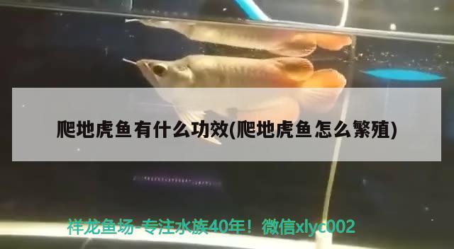 爬地虎魚有什么功效(爬地虎魚怎么繁殖) 虎魚百科