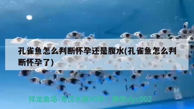 孔雀魚怎么判斷懷孕還是腹水(孔雀魚怎么判斷懷孕了) 觀賞魚