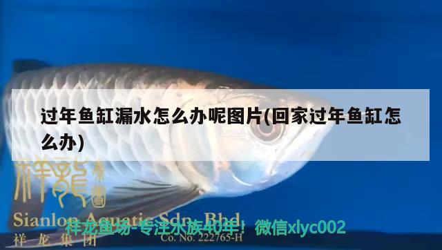 過年魚缸漏水怎么辦呢圖片(回家過年魚缸怎么辦)