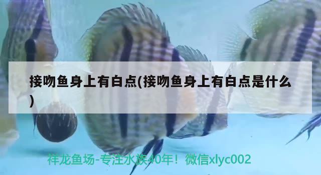 接吻魚身上有白點(diǎn)(接吻魚身上有白點(diǎn)是什么)