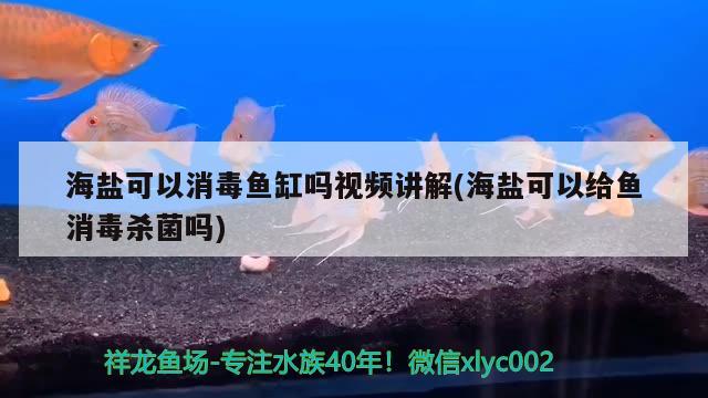 海鹽可以消毒魚缸嗎視頻講解(海鹽可以給魚消毒殺菌嗎) 稀有紅龍品種