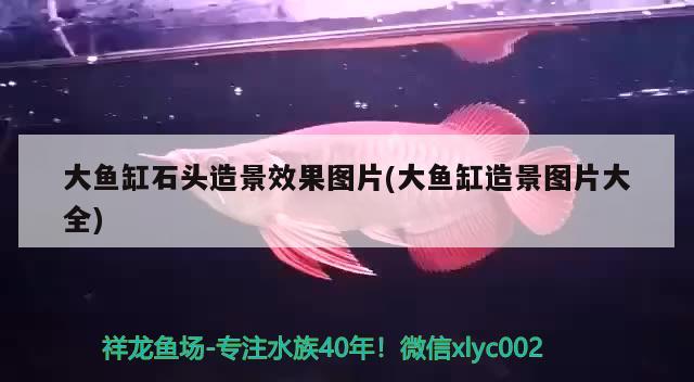 大魚缸石頭造景效果圖片(大魚缸造景圖片大全) 奈及利亞紅圓點(diǎn)狗頭