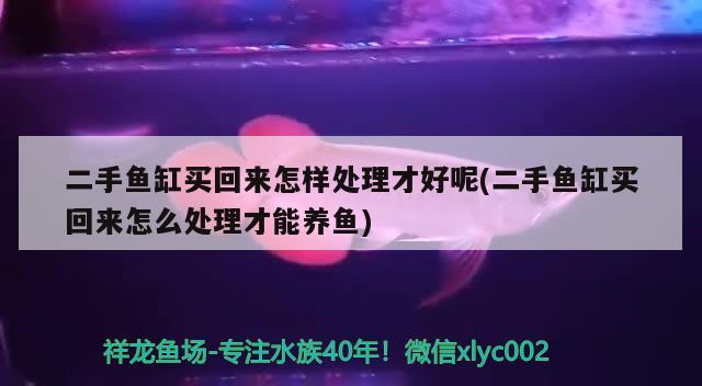 二手魚缸買回來怎樣處理才好呢(二手魚缸買回來怎么處理才能養(yǎng)魚) 泰國(guó)雪鯽魚