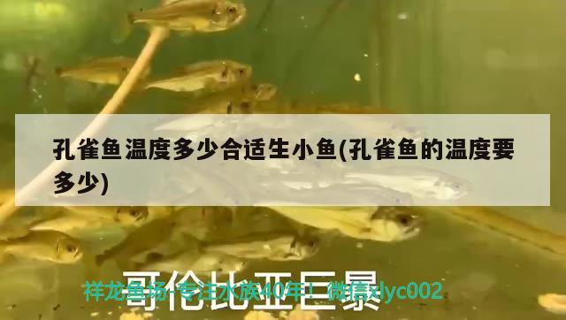 孔雀魚溫度多少合適生小魚(孔雀魚的溫度要多少)