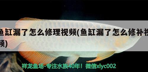 魚缸漏了怎么修理視頻(魚缸漏了怎么修補視頻) 熱帶魚魚苗批發(fā)