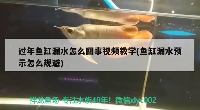 過年魚缸漏水怎么回事視頻教學(魚缸漏水預示怎么規(guī)避)