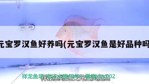 元寶羅漢魚好養(yǎng)嗎(元寶羅漢魚是好品種嗎) 羅漢魚