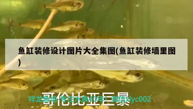 魚(yú)缸裝修設(shè)計(jì)圖片大全集圖(魚(yú)缸裝修墻里圖) 高背金龍魚(yú)