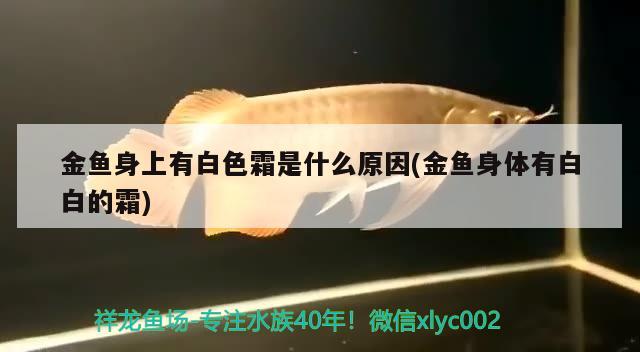 金魚身上有白色霜是什么原因(金魚身體有白白的霜)