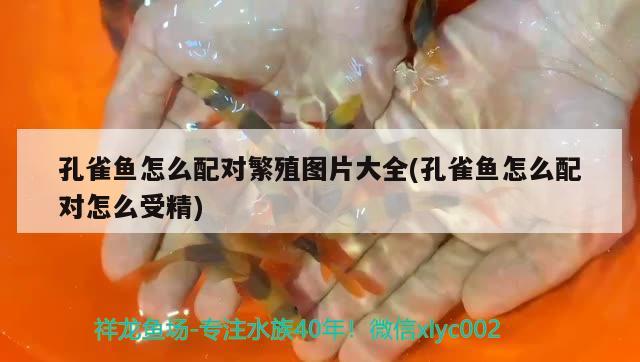 孔雀魚怎么配對繁殖圖片大全(孔雀魚怎么配對怎么受精) 觀賞魚