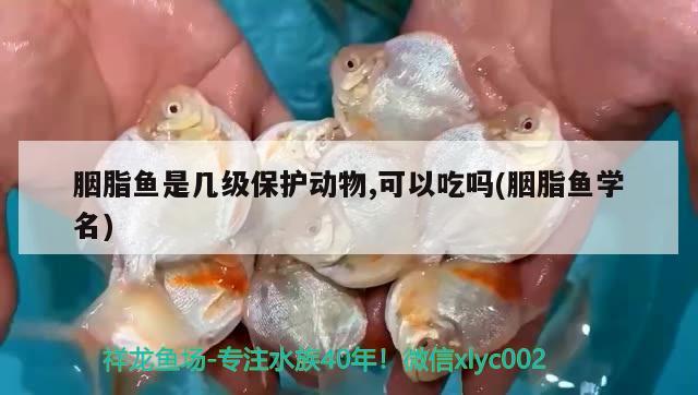 胭脂魚(yú)是幾級(jí)保護(hù)動(dòng)物,可以吃嗎(胭脂魚(yú)學(xué)名)