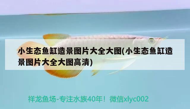 小生態(tài)魚缸造景圖片大全大圖(小生態(tài)魚缸造景圖片大全大圖高清) 金老虎魚