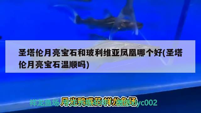 圣塔倫月亮寶石和玻利維亞鳳凰哪個(gè)好(圣塔倫月亮寶石溫順嗎) 觀賞魚